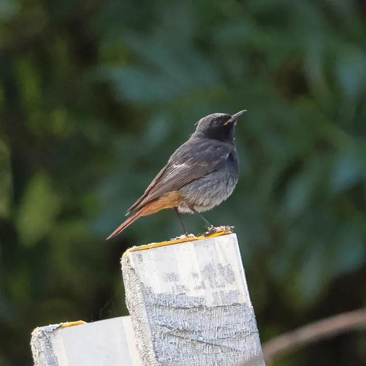 Black Redstart