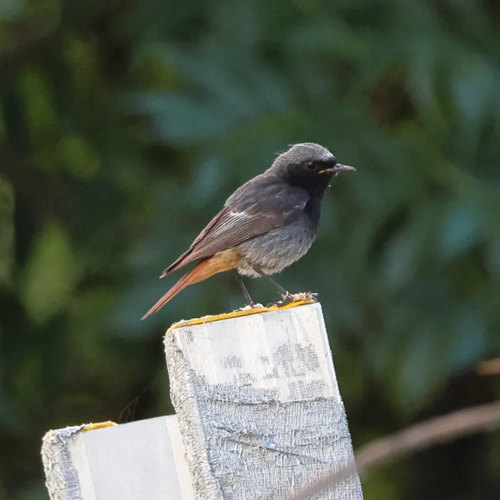 Black Redstart