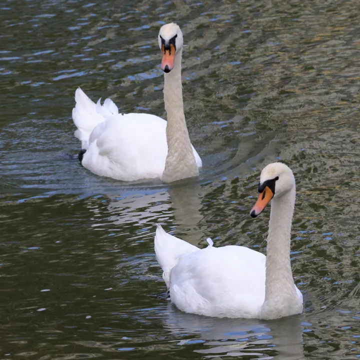Mute Swan