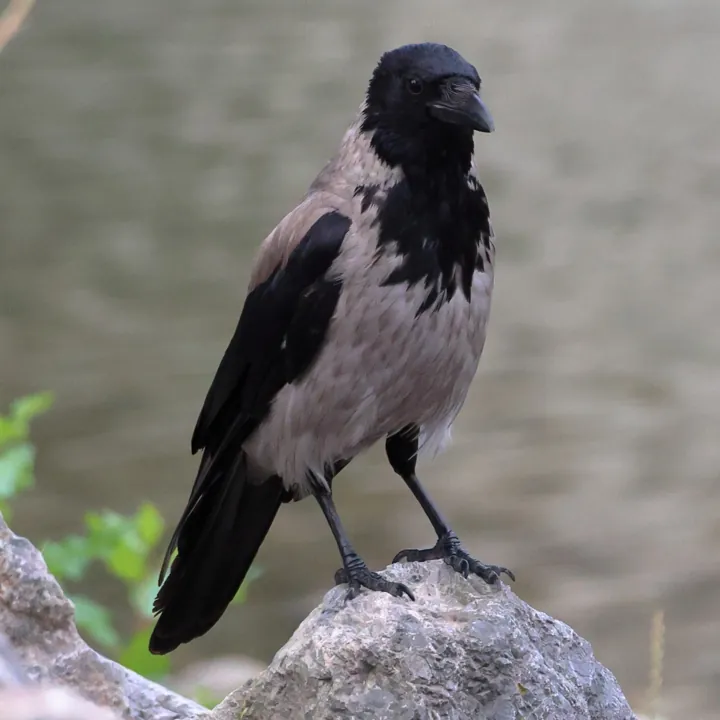 Hooded Crow
