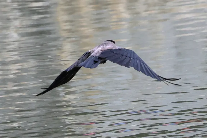 Hooded Crow