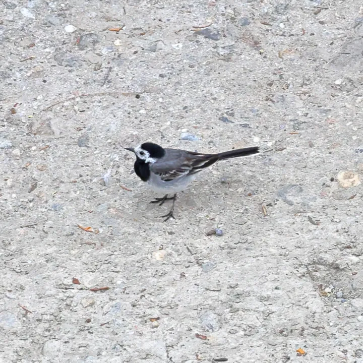 White Wagtail