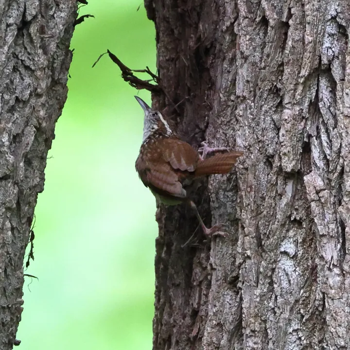 Carolina Wren