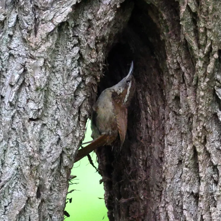 Carolina Wren