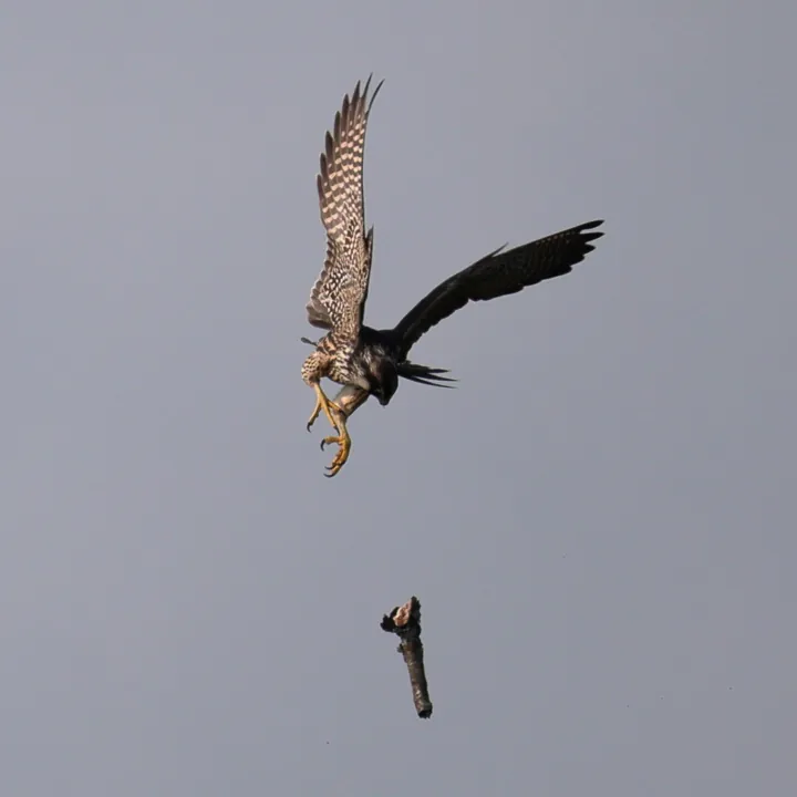 Peregrine Falcon