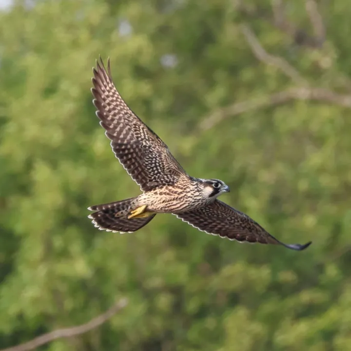 Peregrine Falcon
