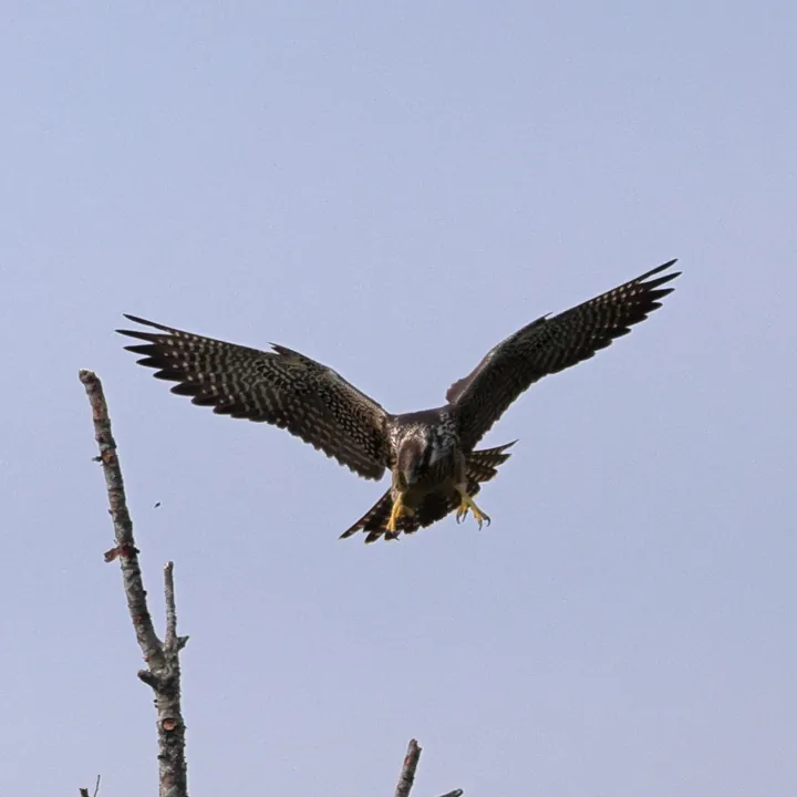 Peregrine Falcon