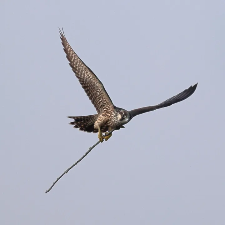 Peregrine Falcon