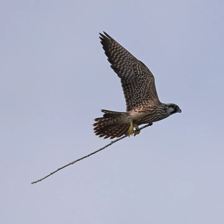 Peregrine Falcon