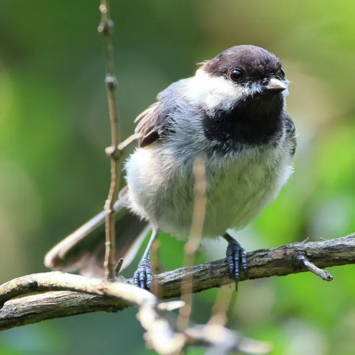 Black-capped Chickadee