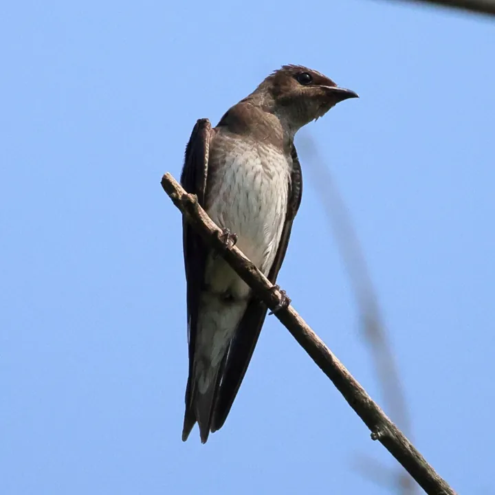 Purple Martin