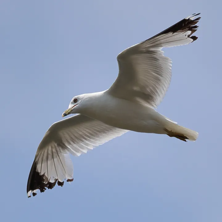 Ring-billed Gull