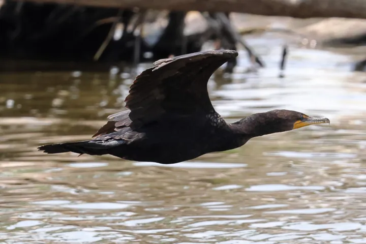 Double-crested Cormorant