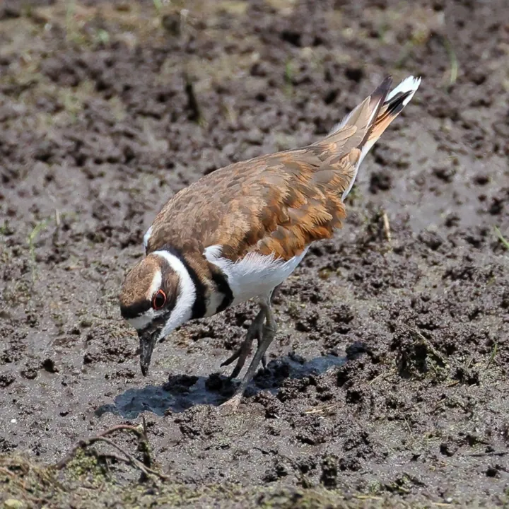 Killdeer