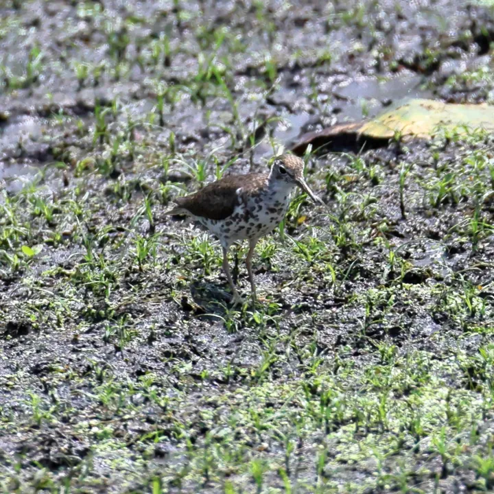 Spotted Sandpiper