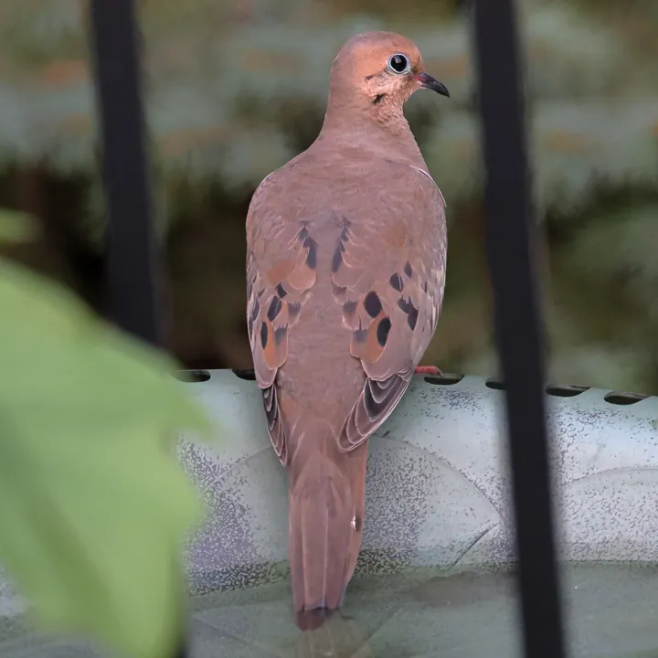 Mourning Dove