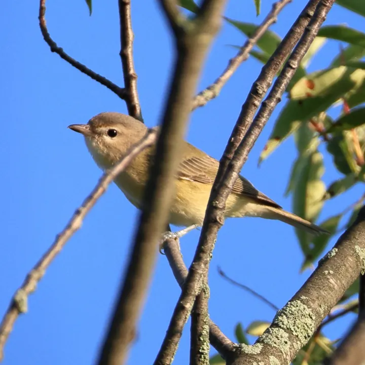 Eastern Warbling Vireo