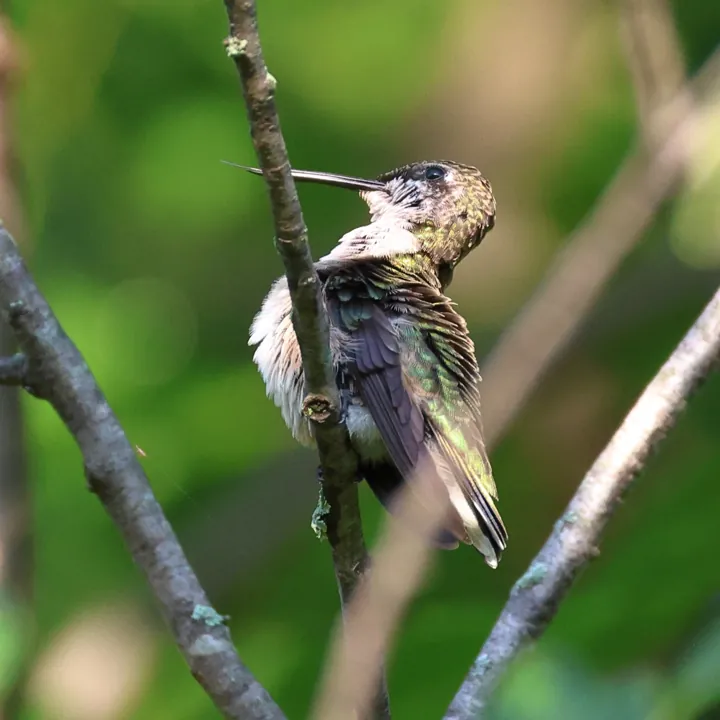 Ruby-throated Hummingbird
