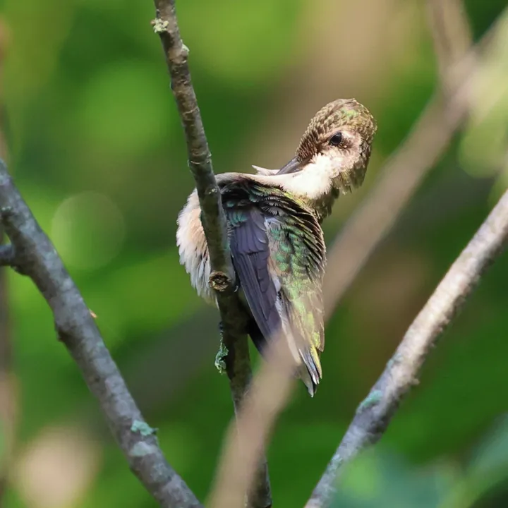 Ruby-throated Hummingbird