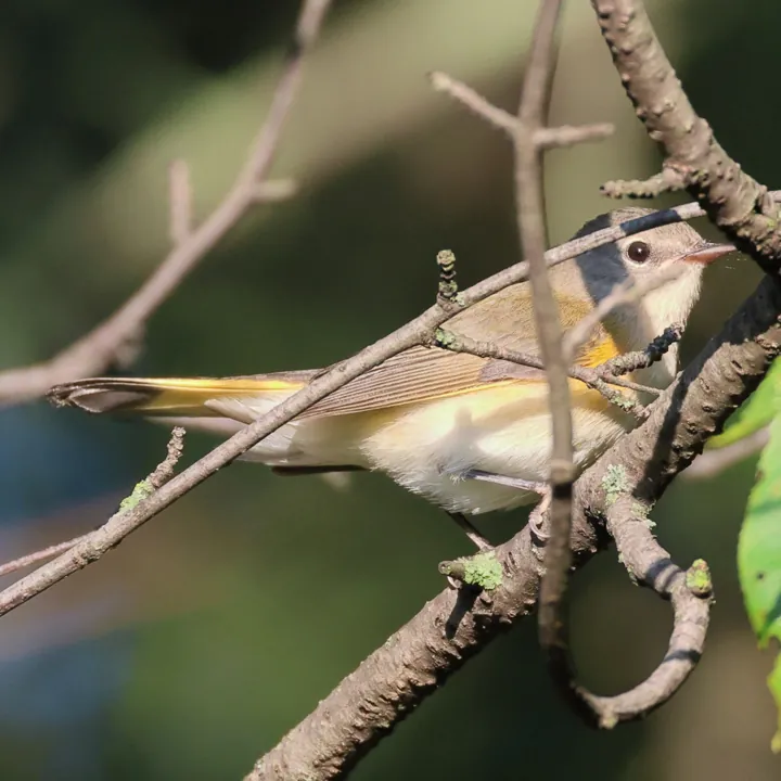 American Redstart