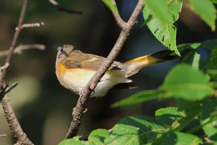 American Redstart