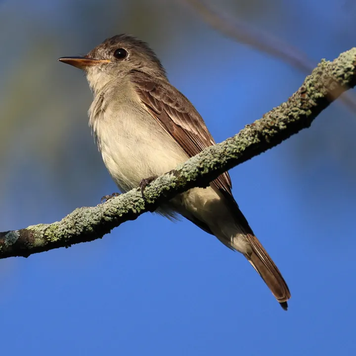 Eastern Wood-Pewee