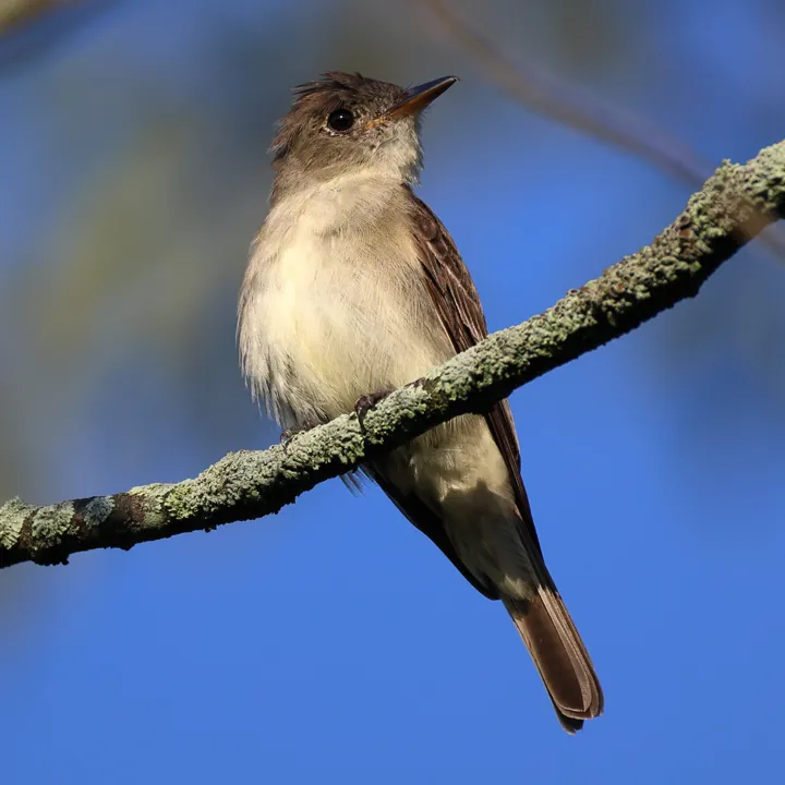 Eastern Wood-Pewee