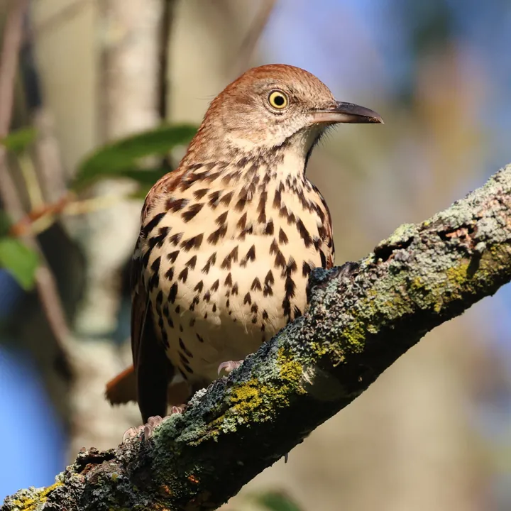 Brown Thrasher