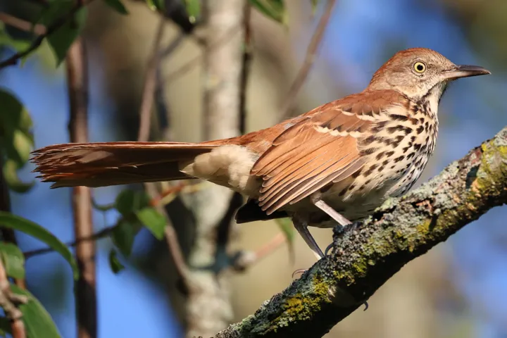Brown Thrasher