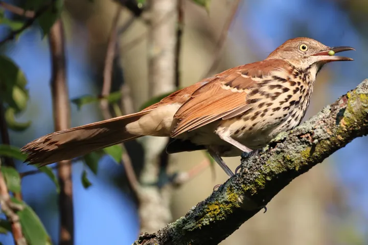 Brown Thrasher