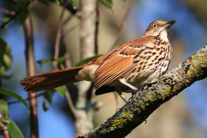 Brown Thrasher