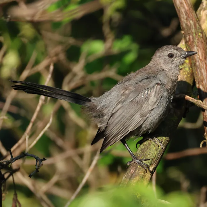 Gray Catbird
