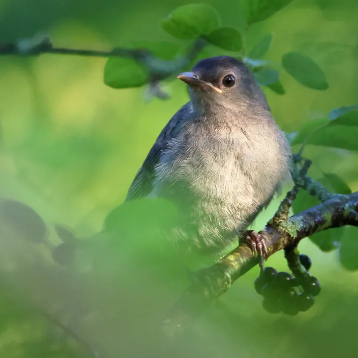 Gray Catbird