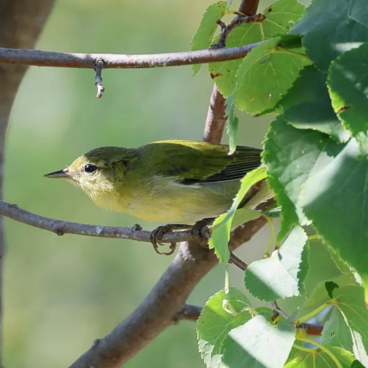 Tennessee Warbler