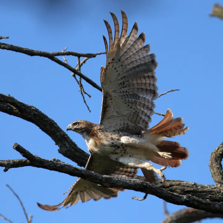 Red-tailed Hawk