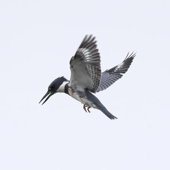 Belted Kingfisher