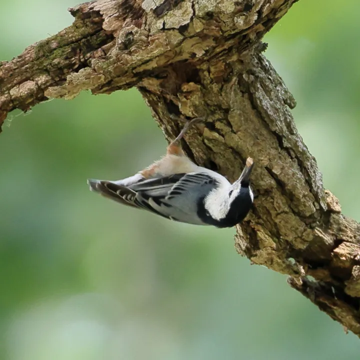 White-breasted Nuthatch