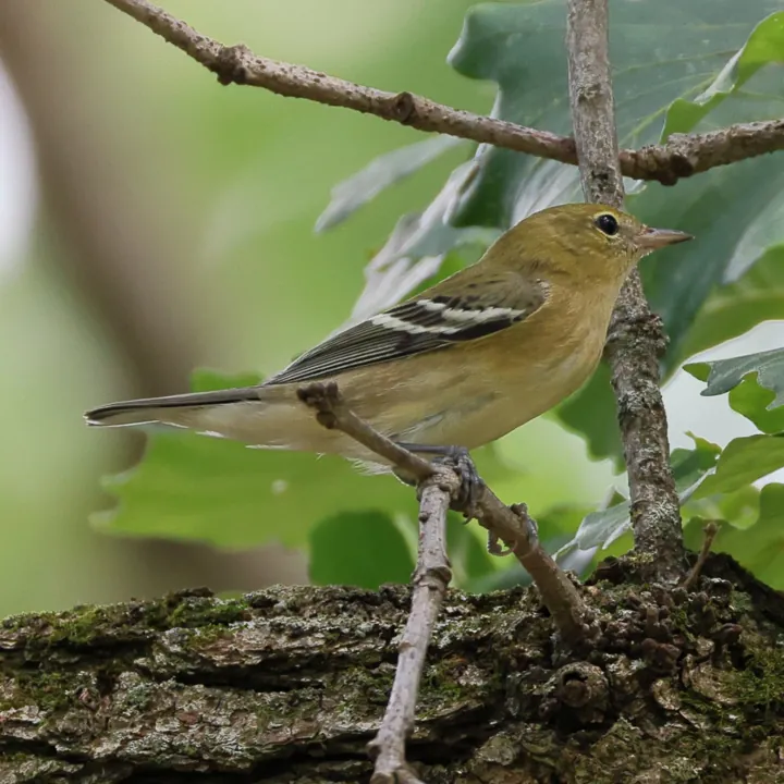 Bay-breasted Warbler