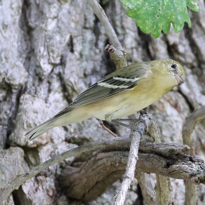 Bay-breasted Warbler