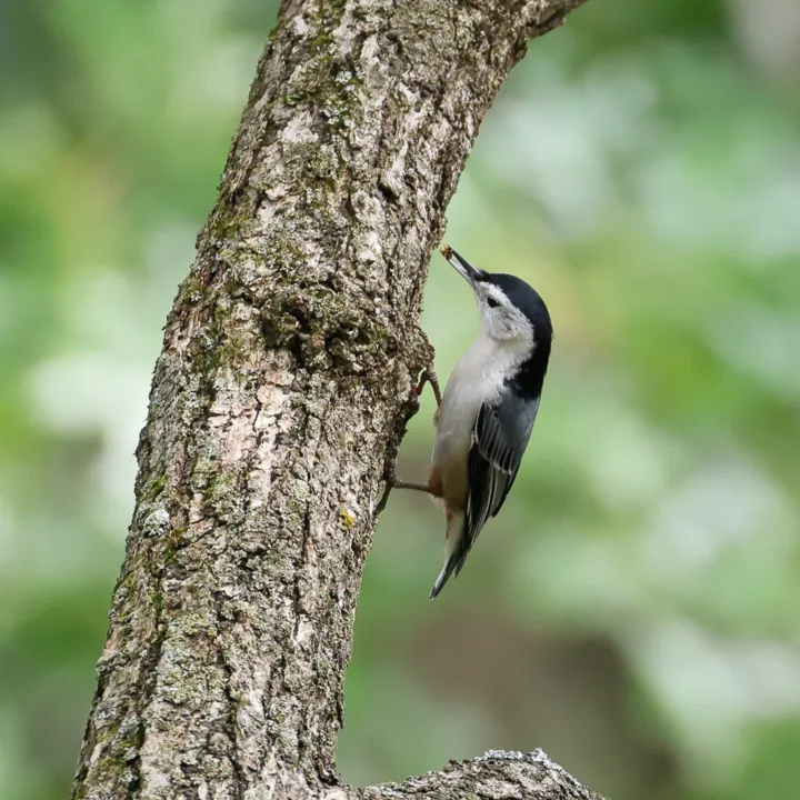 White-breasted Nuthatch