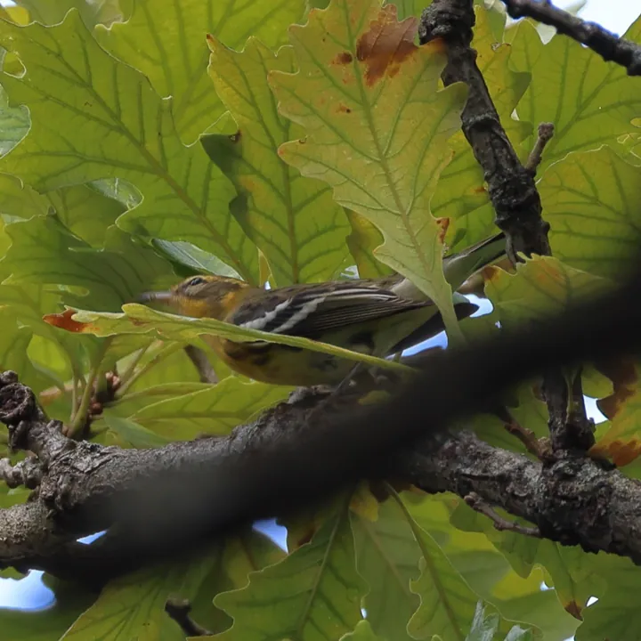 Blackburnian Warbler