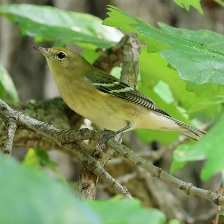 Bay-breasted Warbler