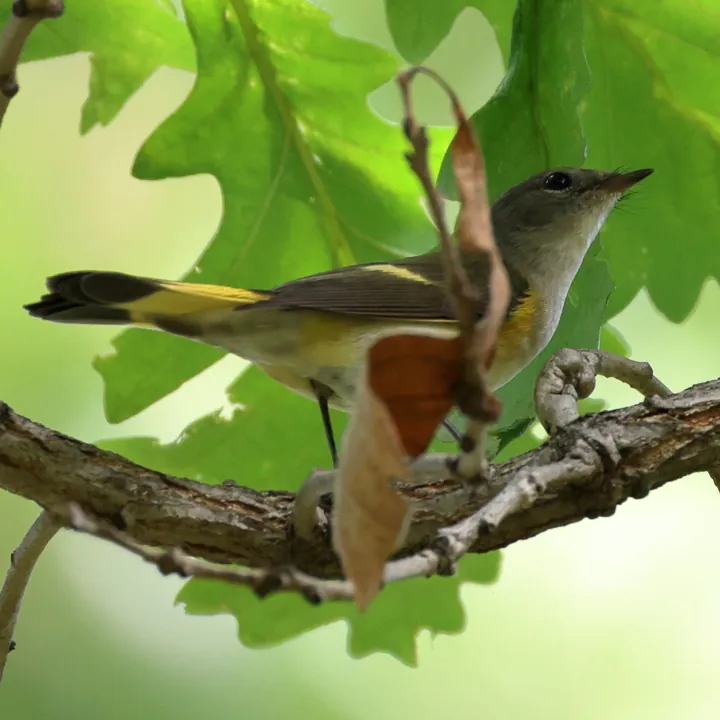 American Redstart