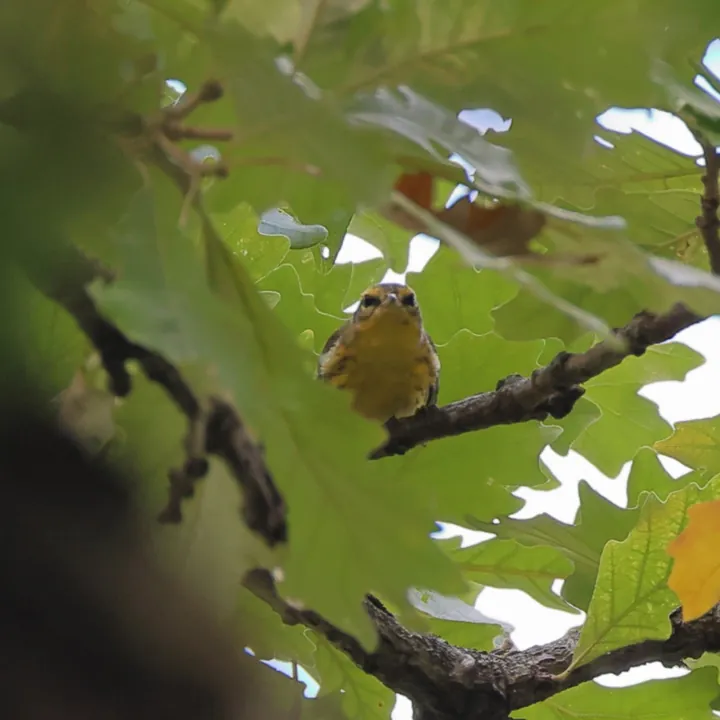Blackburnian Warbler