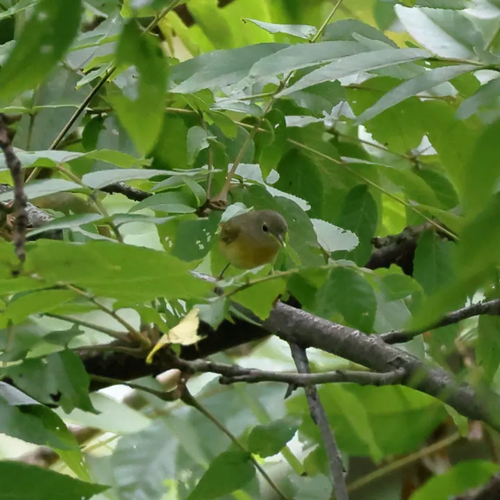 Nashville Warbler