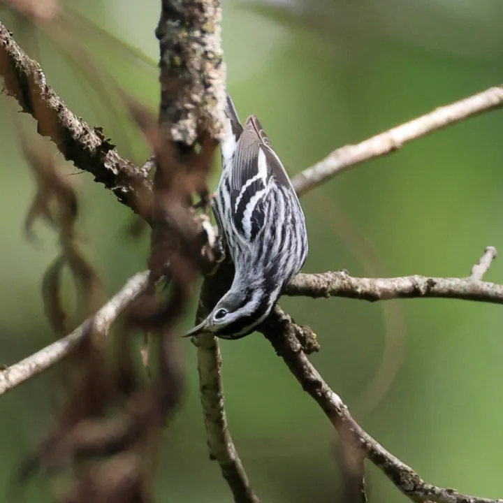 Black-and-white Warbler