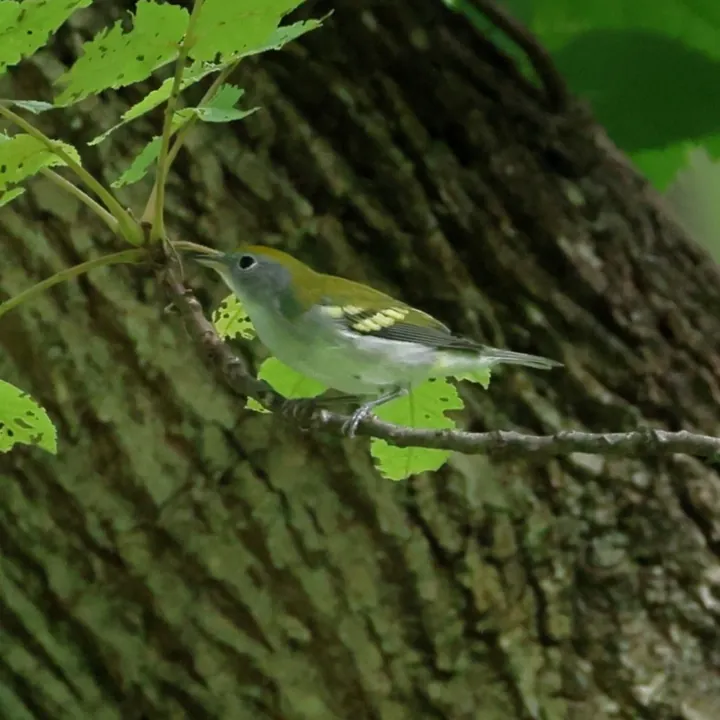 Chestnut-sided Warbler