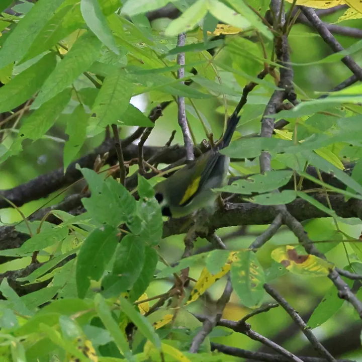 Golden-winged Warbler