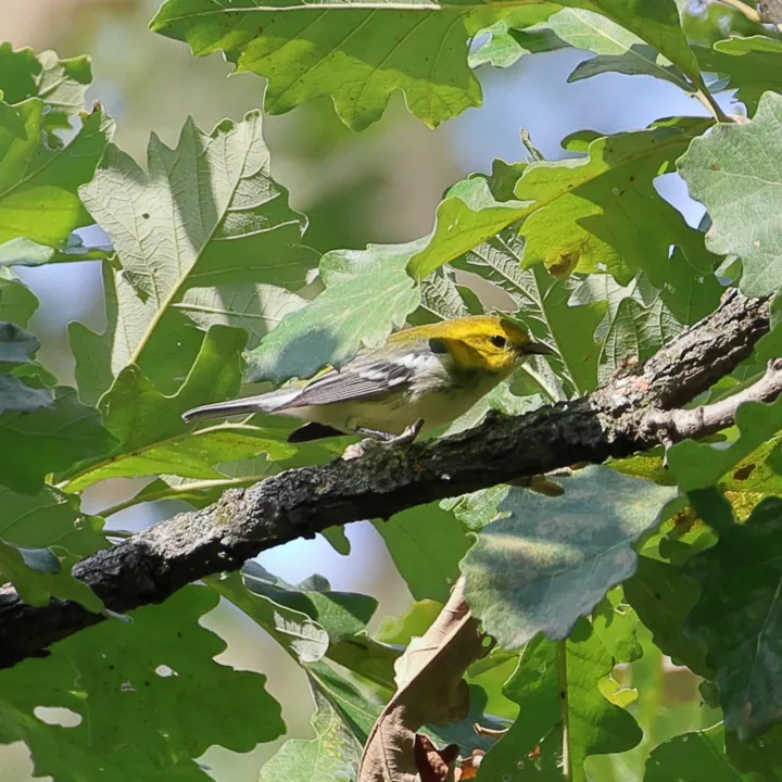 Black-throated Green Warbler