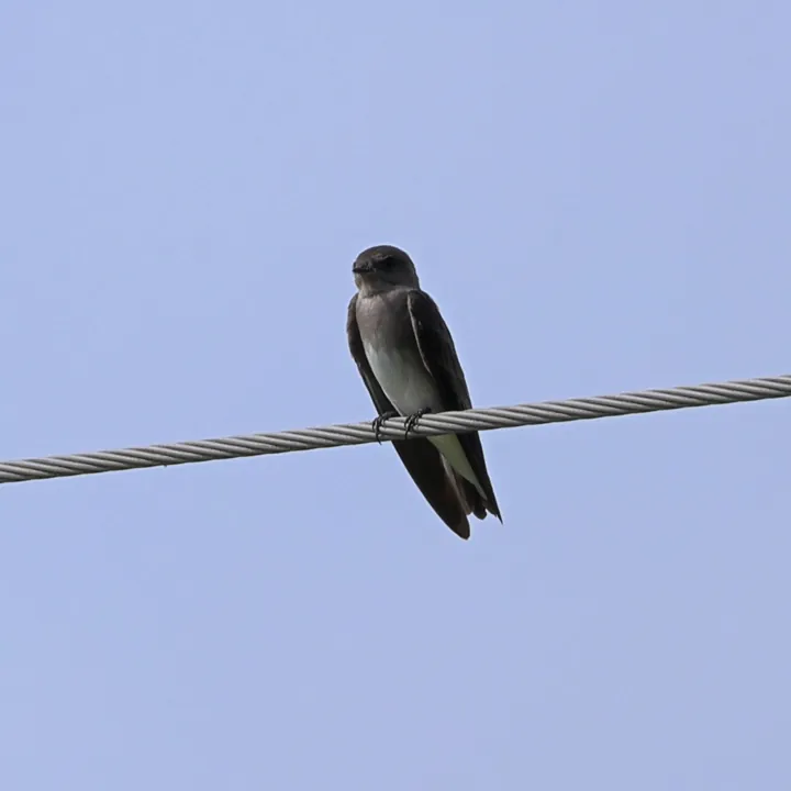 Northern Rough-winged Swallow